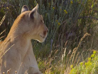 Phim Bí Ẩn Về Thế Giới Động Vật Tập 8