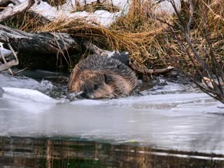 Phim Bí Ẩn Về Thế Giới Động Vật Tập 4