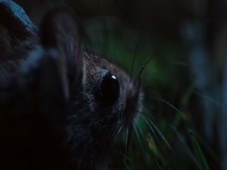 Phim Bí Ẩn Về Thế Giới Động Vật Tập 1