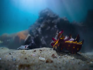 Phim Bí Ẩn Về Thế Giới Động Vật Tập 6