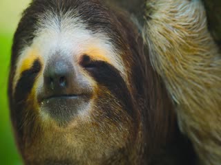 Phim Bí Ẩn Về Thế Giới Động Vật Tập 7