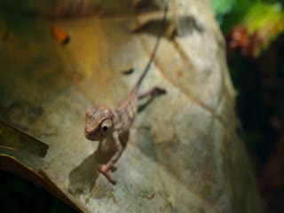 Phim Bí Ẩn Về Thế Giới Động Vật Tập 9