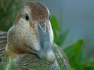 Phim Bí Ẩn Về Thế Giới Động Vật Tập 2