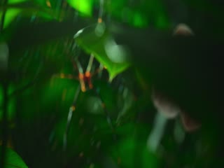 Phim Bí Ẩn Về Thế Giới Động Vật Tập 5