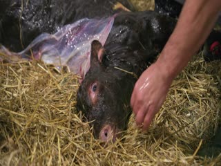 Phim Trang Trại Clarkson (Phần 2) Tập 5