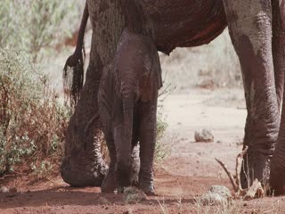 Nữ Hoàng Voi Full